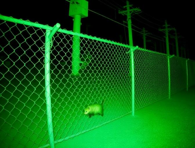 Possum
