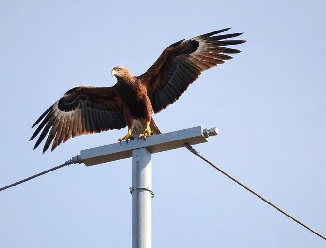 Hawks & Eagles